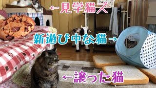 新しい遊びを楽しむ猫ズとそれを見学する猫ズ！の巻【うちの子４にゃんず】