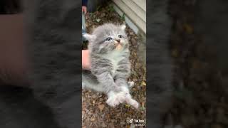 Cute Angry Kitten Not My Video