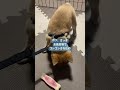 柴犬そら君　初めてシャンプーされてご機嫌ななめ　 shorts 柴犬 柴犬のいる暮らし