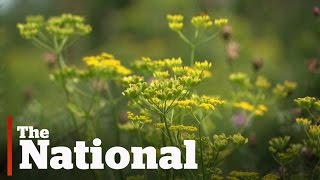 Wild parsnip causing painful burns