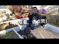 网友问答3：为什么要搭菜床，如何除草，纸板下会不会有虫子？