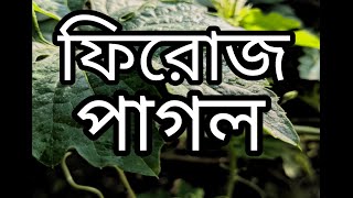 ফিরোজ পাগল। রিয়াজ\u0026টিম।ফুল ভিডিও। আমলা টিভি।