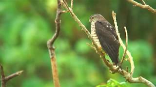 アカハラダカ（2）旅鳥（与那国町と奄美大島） - Chinese Goshawk - Wild Bird - 野鳥 動画図鑑