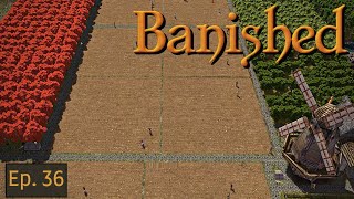 BANISHED (CC 1.76) - Getting (Maple) Sappy [VOD Ep 36]