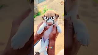 కుక్క పిల్ల 😂😂.!! #dog #shorts #ytshorts ll sm vlogsll