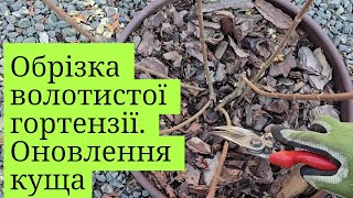 Обрізка волотистої гортензії. Омолодження старого куща.