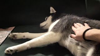 My Husky Absolutely No Reaction