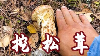 發財了！今天挖了一背包松茸，進財一千多，每天有這運氣就好了｜洛桑和小志瑪