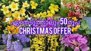 ഏതെടുത്താലും 50 രൂപ / 7025513603  Christmas offer choose any plant @50 #dreamgarden #plantsale