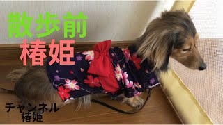 遊びに行く前のミニチュアダックスフンド 椿姫[miniature dachshund][미니어쳐 닥스훈트][카닌헨 닥스훈트][腊肠犬]