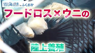 磯焼けに歯止めを！産学連携でウニ養殖～宗像ウニプロジェクト～ 日本財団 海と日本PROJECT in ふくおか 2022 #31