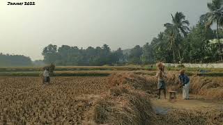 നാടൻ കൊയത്തും മെതിയും; ഗ്രാമീണ കൃഷി കാഴ്ചകൾ