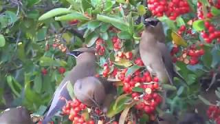 Cedar waxwings party on pyracantha tree