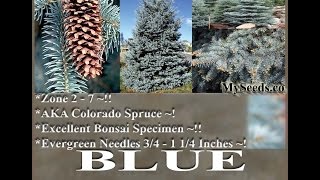 Colorado Blue Spruce Tree Seed - Picea pungens glauca Seeds  on  www.MySeeds.Co