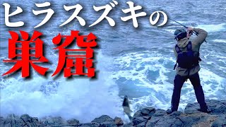 【ヒラスズキ】久しぶりのサラシ撃ちでヒラスズキ爆釣！！まるでヒラスズキの巣窟！？