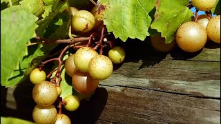 Duplin Winery Wine Tip - Muscadine Wines