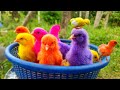 Catching chickens,cute chickens,rainbow chickens,colorful chickens,rainbow chickens,animals cute 163