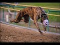 Download Race in desert #5 | dog race in Pakistan | greyhound race 2018 In Mp4 3Gp Full HD Video