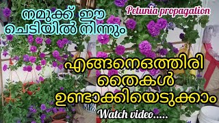 flowering plant/ petunia propagation പൂക്കളുടെ കാലം