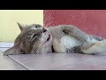 Siri bercakap dengan alien part 6 | trying to persuade alien | kucing | cat