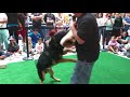 k9 demonstration lake county il 2 アメリカ シカゴ ポリス 警察犬 デモンストレーション