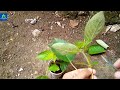 how to grow red mussaenda from cuttings