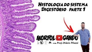 Histologia do Sistema Digestório: Parte 1/5 - Generalidades do Trato Digestório