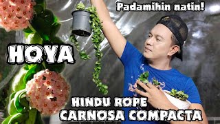 HOYA HINDU ROPE PLANT CARE TIPS & PROPAGATIONS / HOYA CARNOSA COMPACTA - KRINKLE