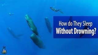 How do Whales and Dolphins Sleep Without Drowning?