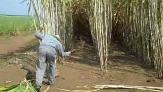 hand sugar cane harvesting demo for Zacapa rum