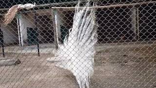 white peacock flying video | white peacock dancing | সাদা ময়ূরের নিত্য