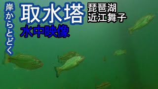 【琵琶湖のバス釣り】大堂川河口・取水塔を水中映像を付けて紹介！