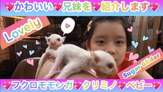 フクロモモンガ♡クリミノ兄妹ベビー🍼ミルクタイム♡in 爬にまるカフェ