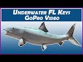 Underwater Florida Keys Video Recorded With GoPro