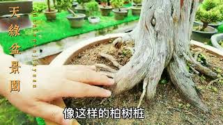 造型盆景枝干部分枯死即失枝的几个原因，以及可以采取哪些措施