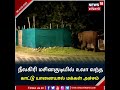 nilgiris masinagudi யில் உலா வந்த காட்டு யானையால் மக்கள் அச்சம் youtubeshorts news18tamilnadu