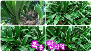 #복륜만년청(萬年靑)밭 잎장 깔끔하게 정리하는 방법               How to make  Rohdea japonica plant leaf clearing