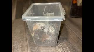 Rehousing Our Juvenile Orange Baboon tarantula (Pterinochilus murinus)