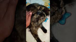 The purr-fect addition to my family #trending#trendingshorts#viralvideo#smokie#cat#petparentlife