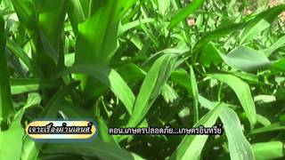 รายการเจาะเรื่องผ่านเลนส์ ตอนเกษตรปลอดภัย ok01