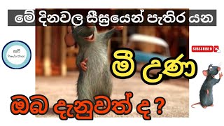 මී උණ රෝගය වළක්වා ගන්නේ කෙසේද  Leptospirosis #leptospirosis