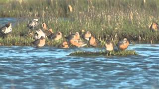 Red Knots Arrive in the Delaware Bay