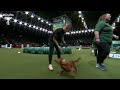 wow moment james and willow smash it ​crufts 2022