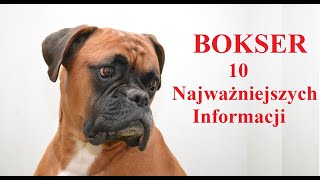 BOKSER - 10 Najważniejszych Informacji