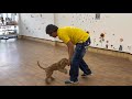 【子犬のしつけ】子犬とボール遊びをしながらトレーニングをしよう！動画を見て真似してね！