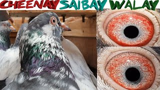 Cheenay Saibay Walay Kabootar | Ch Sakhi Muhammad Bhatti ke Kabootar | Pure Breeder Kabootar