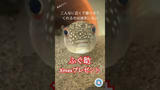 ふぐ助に大好物をプレゼントします♪ #飼育 #aquarium #クサフグ #ハゼ #アサリ #餌あげ #shorts