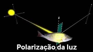 Efeito de Polarização da Luz