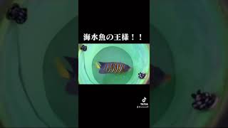 海水魚の王様を捕獲！！