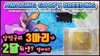 (ENG)핑크키티 2달만에 대폭번성공♥amazing goofy breeding